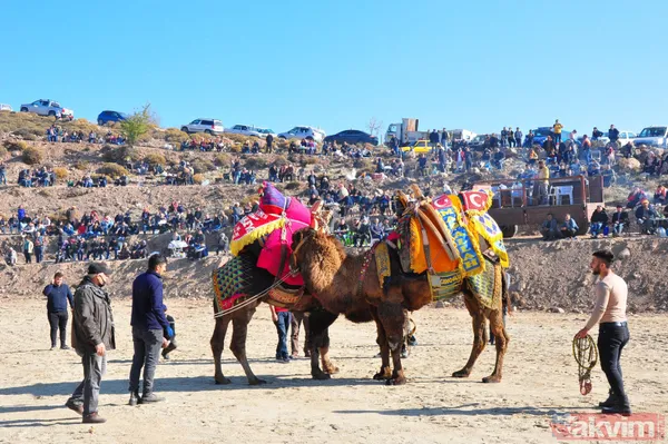Son anda kurtuldular! Manisa'da deve güreşlerinde ezilme tehlikesi - 41