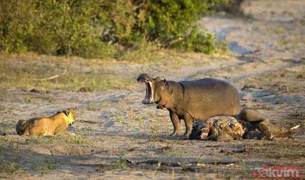 Yılan evcil köpeğe saldırdı! Dehşet dolu anlar... - 13