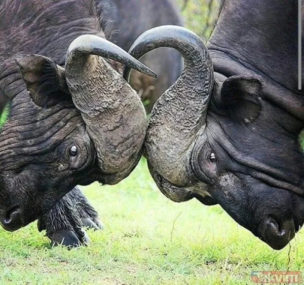Ava giderken avlandı! Bir anda bufaloların arasında kalan aslanın zor anları (Aslan - Bufalo kavgası) - 18