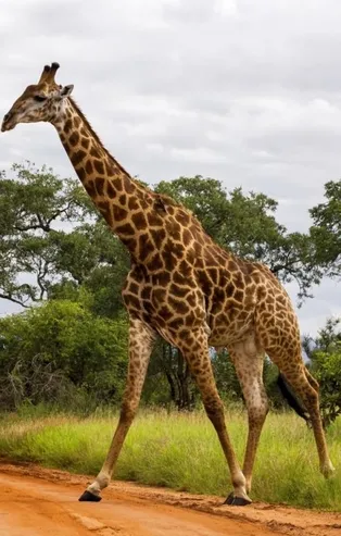 Rüyada zürafa görmek ne anlama gelir?