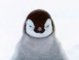 Şirin mi Şirin Hayvanlar