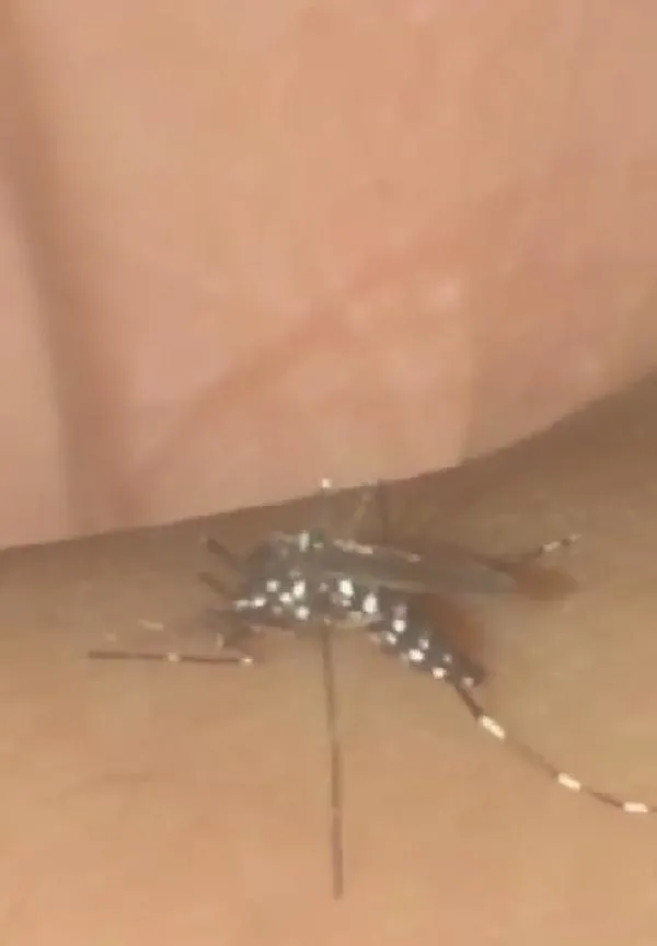 SON DAKİKA: Elmalı Barajı'nda korkutan görüntü: Son 10 yılın en düşük seviyesi! Uzmanlar 'sivrisinek' tehlikesine karşı uyardı-6