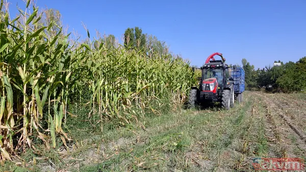 Bir zamanlar Van Denizi'ydi! Sular çekildi tarım alanı oldu - 8