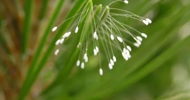 Udumbara çiçeği efsanesi nedir? Çanakkale’de görülen Udumbara çiçeği nerede yetişir?-2