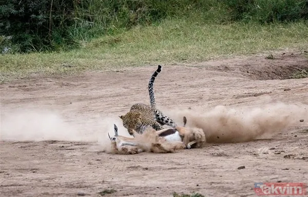 Aslan ve kaplanın (kavgası) karşılaşması hayrete düşürdü! - 10