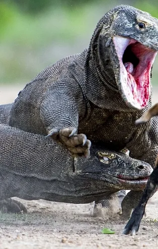 Komodo Ejderi'nin korkunç av yöntemi