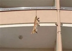 Terk edilen köpek intihar etti