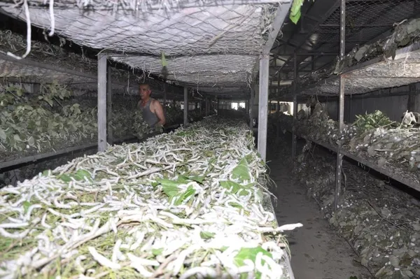 ipek-bocegi-besiciligi-40-gunde-20-bin-lira-kazandiriyor-1653916597877.jpg İpek böceği besiciliği 40 günde 20 bin lira kazandırıyor-3