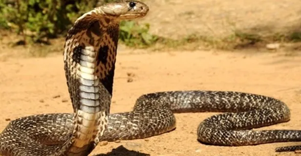 akillara durgunluk veren olay