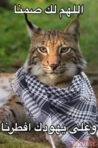 İsrail’e saldıran çöl vaşağı dünya gündeminde! Hayvanlar alemi işgal ordusunu hedef alıyor - 6