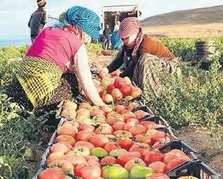 Çiftçilere hasat sigortası başladı