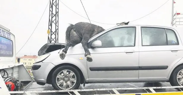 Korkunç kaza! At ön camdan girdi...