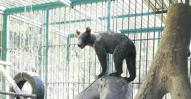 Kilolarca bal yiyip fenalaşan Balkız fenomen oldu! ABD, İngiltere ve Yunan basınının manşetlerine yerleşti