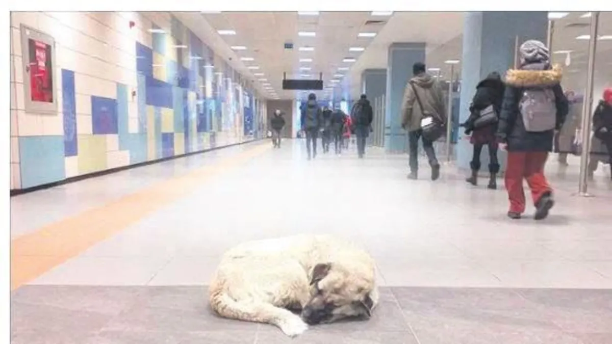 İBB’ye köpek ısırdı davası