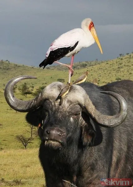 Ava giderken avlandı! Bir anda bufaloların arasında kalan aslanın zor anları (Aslan - Bufalo kavgası) - 19