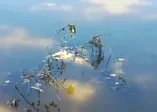 Çarşamba Ovası’nda ölü balık şoku