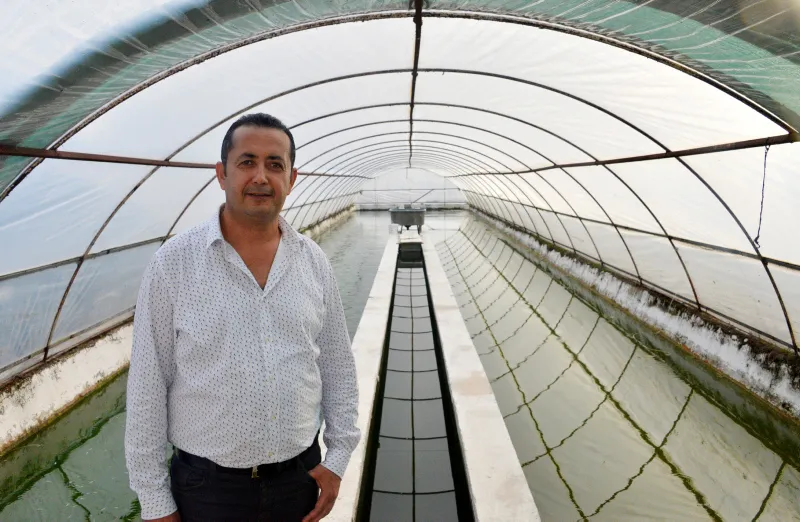 Antalya'da serada domates gibi balık yetiştiriliyor - 5