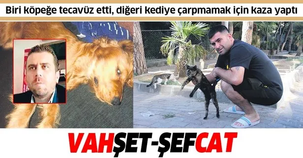 Biri Kopege Tecavuz Etti Digeri Kediye Carpmamak Icin Kaza Yapti Takvim Biri Kopege Tecavuz Etti Digeri Kediye Carpmamak Icin Kaza Yapti Takvim