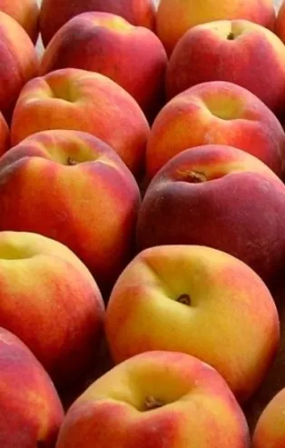 3 günde 3 kilo verdiren şeftali diyeti!