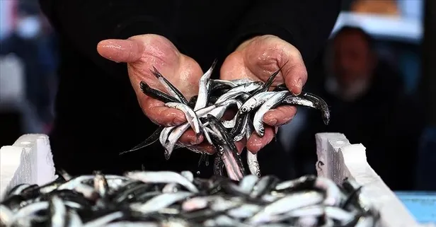 İstanbul’un doğusu ve Kocaeli sınırları içerisinde kalan alan hamsi avcılığına açıldı