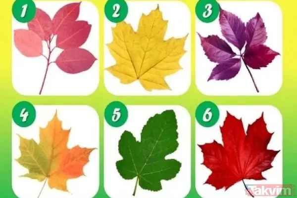 Sosyal Medyada Fırtına Gibi Esen Bu Yaprak Testi, Kullanıcıların Kendini Ve Çevresini Daha İyi Tanımasına Yardımcı Oluyor. Görsel Hafızaya Dayalı Bu Eğlenceli...