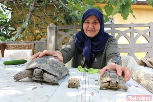 15 yıldır bakıyor! 70 yaşındaki Zekiye Artut 3 kaplumbağa sahibi - 7