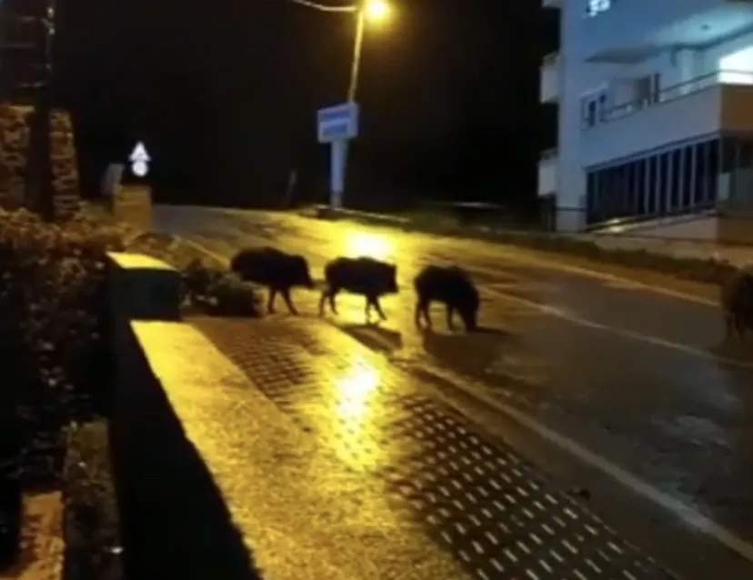 Aç kalan domuzlar şehre indi