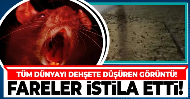 Avustralya'da önce sel ardından fare istilası! Tüm dünya dehşete düştü...