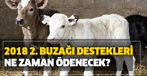 Buzağı desteklemeleri ne zaman ödenecek? 26 Aralık Buzağı destek ödemeleri yattı mı? (2018 2. dönem)-1