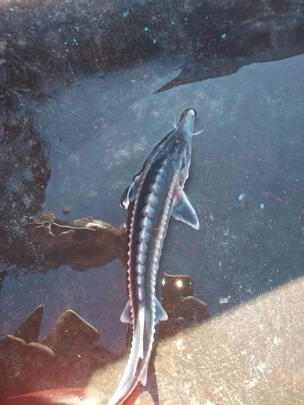 fiyati-20-milyon-liraya-kadar-alici-buluyor-keban-baraj-golune-nasil-geldigiyse-muallakta-1636534043126.jpg Fiyatı 20 milyon liraya kadar alıcı buluyor! Keban Baraj gölüne nasıl geldiğiyse muallakta...-5