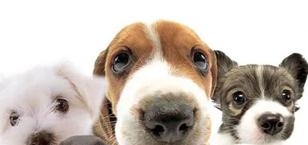 Köpekler kanserin kokusunu alıyor