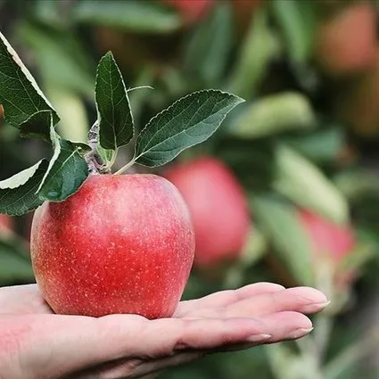 Vitamin deposu elmanın faydaları saymakla bitmiyor!