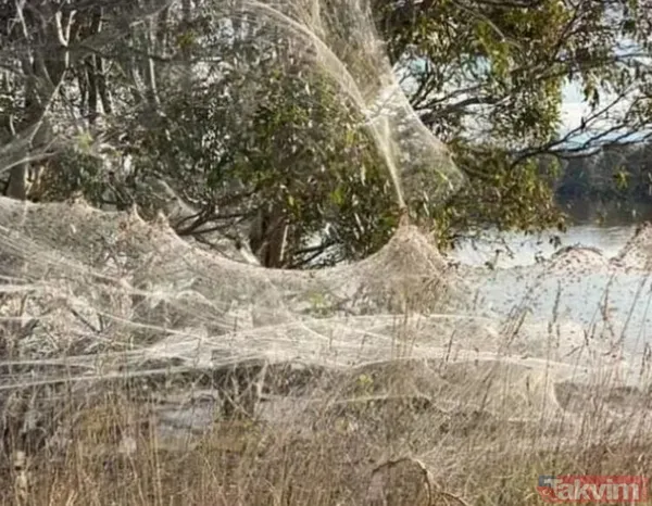 Koronavirüs fare istilasından sonra şimdi de örümcek istilası! Avustralya'da her yeri örümcek ağları kapladı - 5