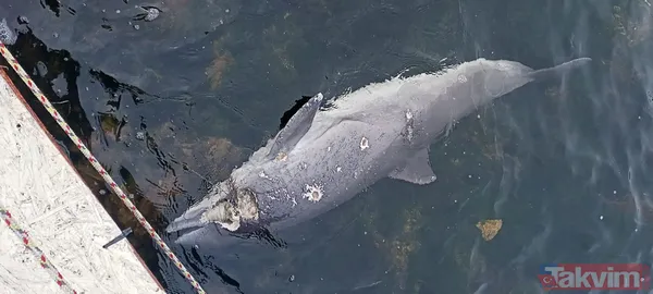 Kocaeli Darıca'da kan donduran vahşet! Canilerin kurşunladığı ölü yunus balığı kıyıya vurdu - 1