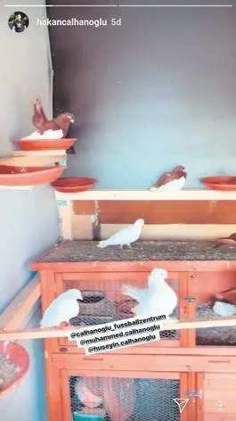 Hakan Çalhanoğlu, Almanya'da güvercin beslemeye başladı-1