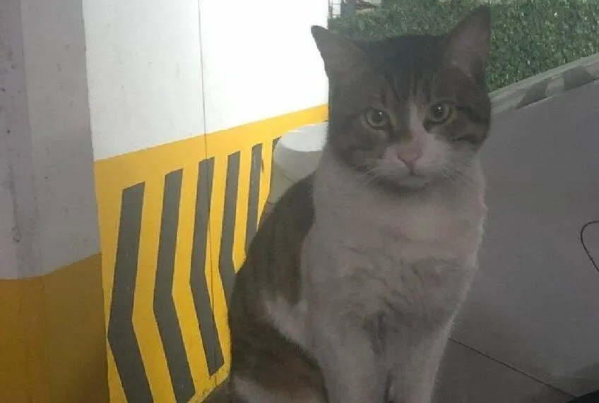Kedi Eros davasında yeni gelişme!