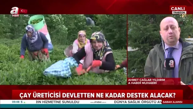 Yaş çay üreticilerine fark ödemesi desteği! Çay üreticisi devletten ne kadar destek alacak?