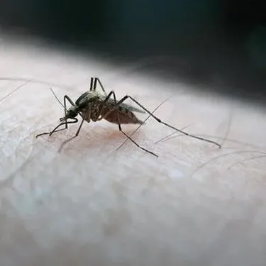 Baş belası sivrisinekleri anında kovacak 6 yöntem! Yanınızdan bile geçemeyecek