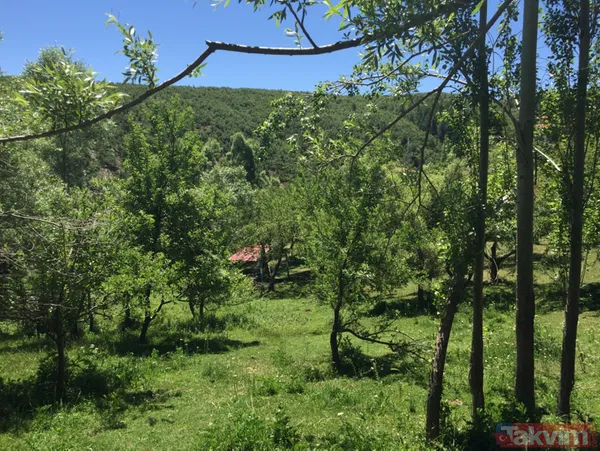 Dünyada sadece Kahramanmaraş'ın Göksun ilçesinde yaşıyor! Yeni keşfedilen örümceğe 'Turkocranum' ismi verildi - 5