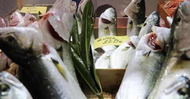 'Denizlerin prensi' lüfer bollaşınca tezgahta fiyatı düşüşe geçti