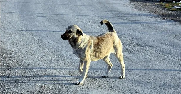 İstanbul Valiliği sokak köpekleri için harekete geçti