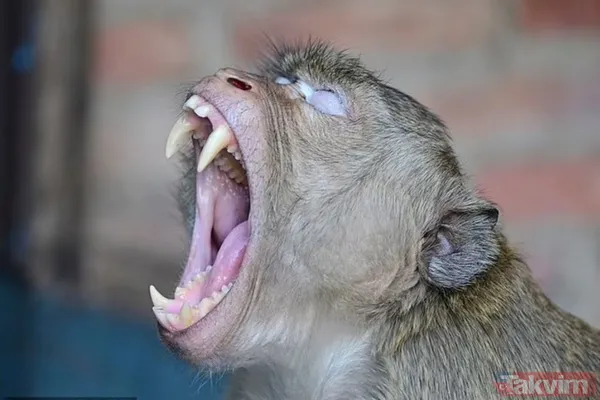 Maymun çeteleri Tayland’ı ele geçirdi: 4 çete 4 bin 500 üye! Haraç, gasp, pusu, şantaj, kavga her şey var - 4