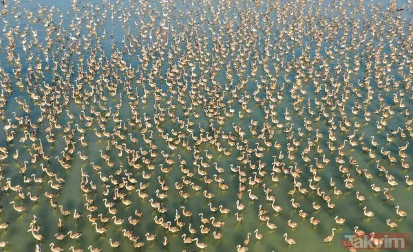 Minik allı turnalar (flamingolar) uçmayı İzmir Kuş Cenneti'ndeki doğal kreşte öğreniyorlar - 47
