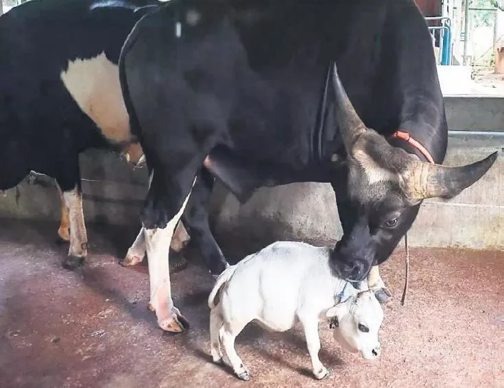 Cüce inek sadece 51 santim