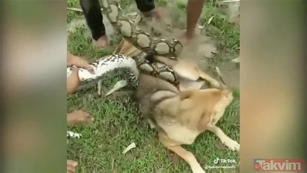 Yılan evcil köpeğe saldırdı! Dehşet dolu anlar... - 5