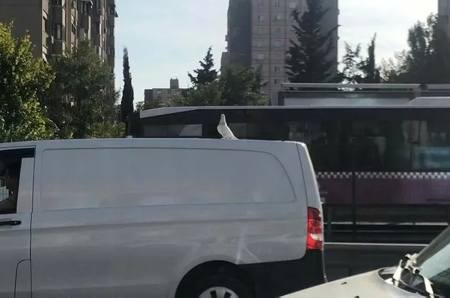 E-5’te ilginç görüntü! Araç üzerinde yolculuk yapan güvercini görenler dönüp bir daha baktı