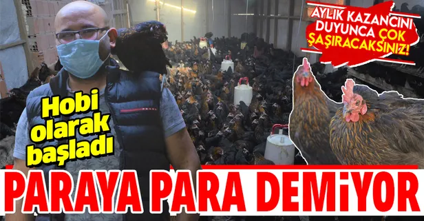 Hobi olarak başladığı tavukçulukta 3 bin hayvana ulaştı! Aylık 25 bin lira kazanıyor