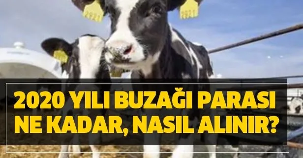 Müjde geldi! 2020 yılı buzağı parası kaç para, nasıl alınır?