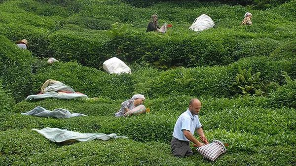 caykur-isci-alimi-basvurusu-basladi-rize-trabzon-artvin-2021-caykur-isci-alimi-basvuru-sartlari-nelerdir-1616397532909.jpg Çaykur işçi alımı başvurusu başladı! Rize, Trabzon, Artvin 2021 Çaykur işçi alımı başvuru şartları nelerdir?-4