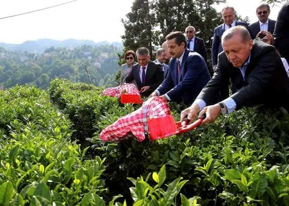 Cumhurbaşkanı Erdoğan’dan memleketinde çay hasadı